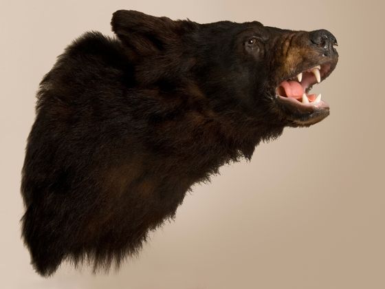 Bear's Head Trophy Mount