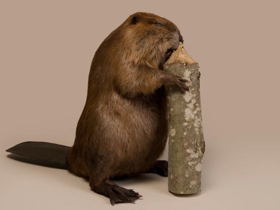 Beaver Trophy Mount