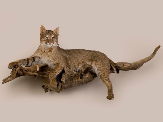 Bobcat Trophy Mount