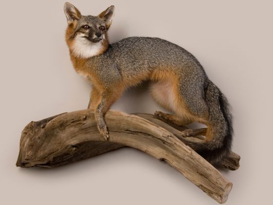 Wild Fox Trophy Mount - Gray Fox