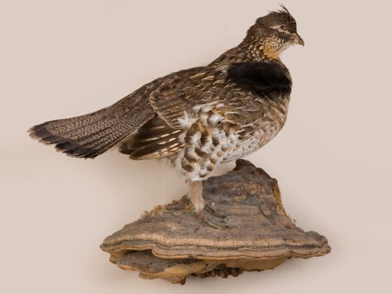 Grouse Trophy Mount