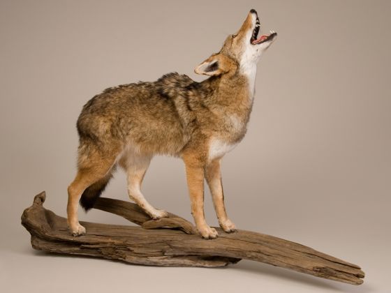 Howling Coyote Trophy Mount