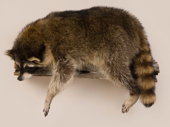 Resting Raccoon Trophy Mount