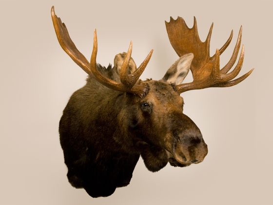 Moose Head Trophy Mount