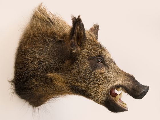 Wild Boar Head Trophy Mount