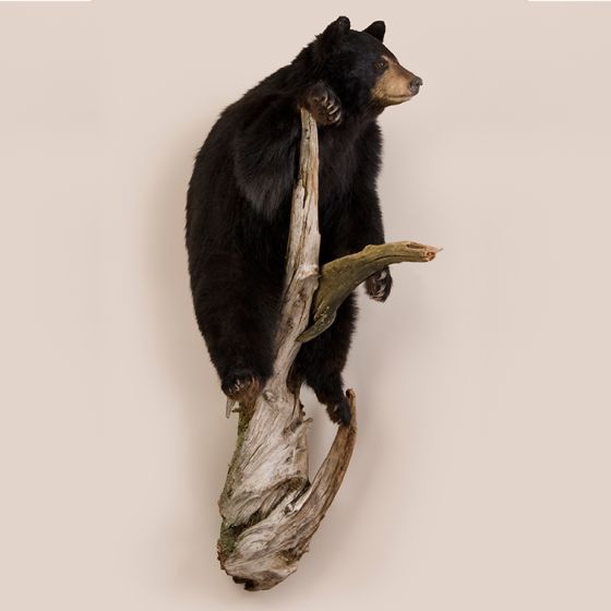 Standing Bear on Log Trophy Mount