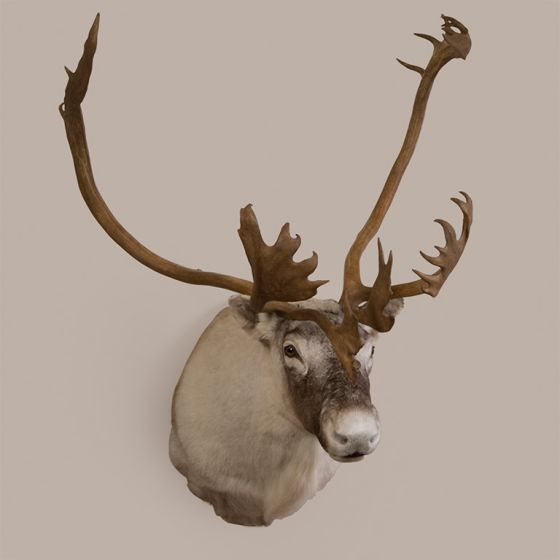 Caribou Head Trophy Mount