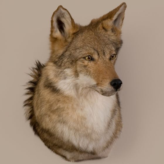Coyote Head Trophy Mount