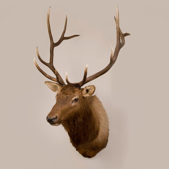 Elk Head Trophy Mount