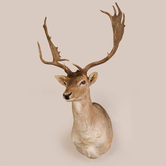 Fallow Deer Head Trophy Mount
