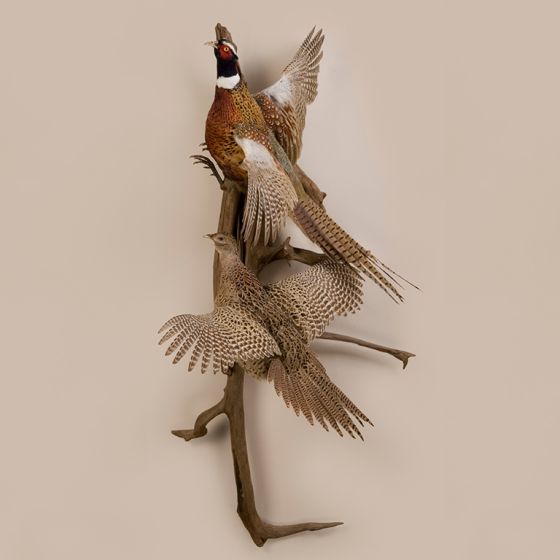 Double Ring-Neck Pheasant Trophy Mount
