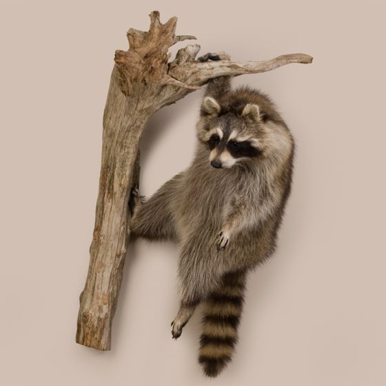 "Hangin' Out" Raccoon Trophy Mount