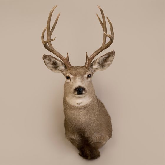 Mule Deer Head Trophy Mount
