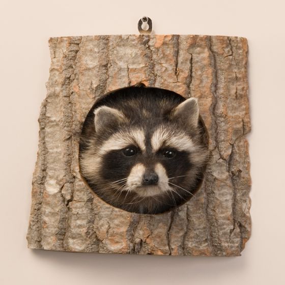Peeping Raccoon Trophy Mount
