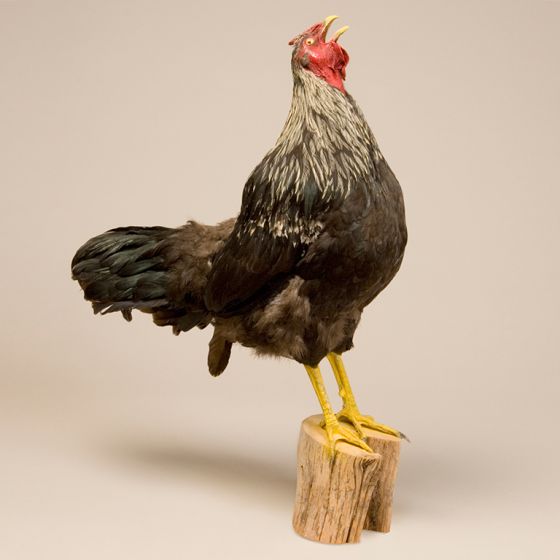 Rooster Trophy Mount