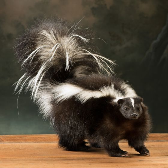 Pepe Non Pew Skunk Mount