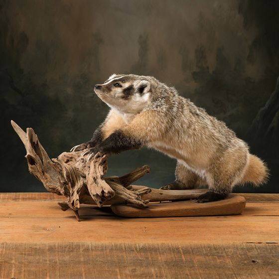 Not the Honey Badger Trophy Mount