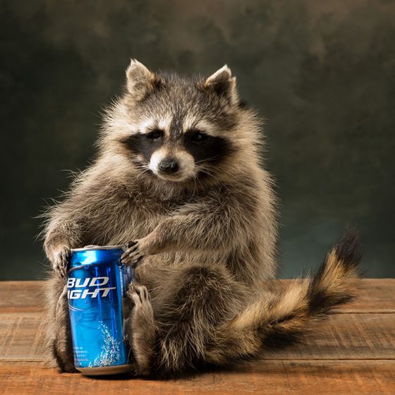 Beer Can Raccoon Trophy Mount