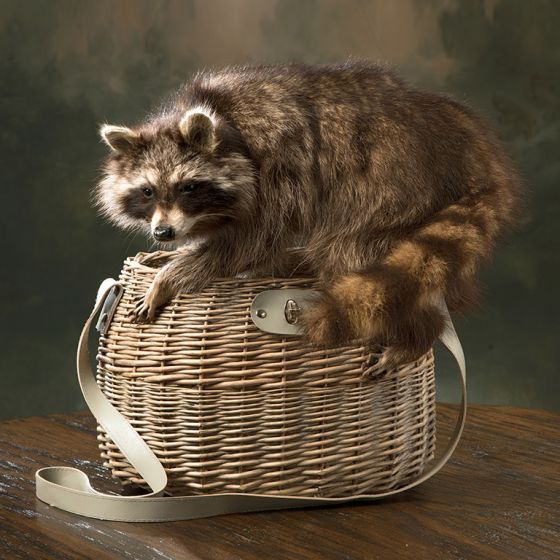 Raiding Raccoon Taxidermy Mount