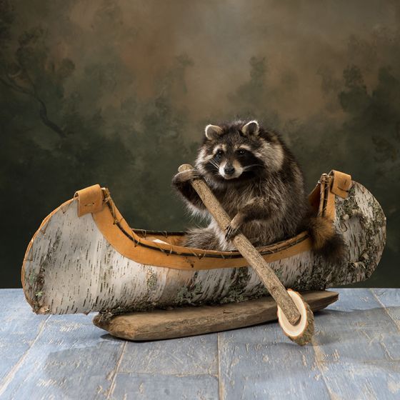 Canoeing Raccoon Trophy Mount