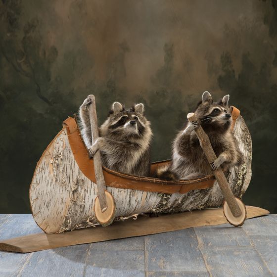 Canoeing Coon Duo Trophy Mount
