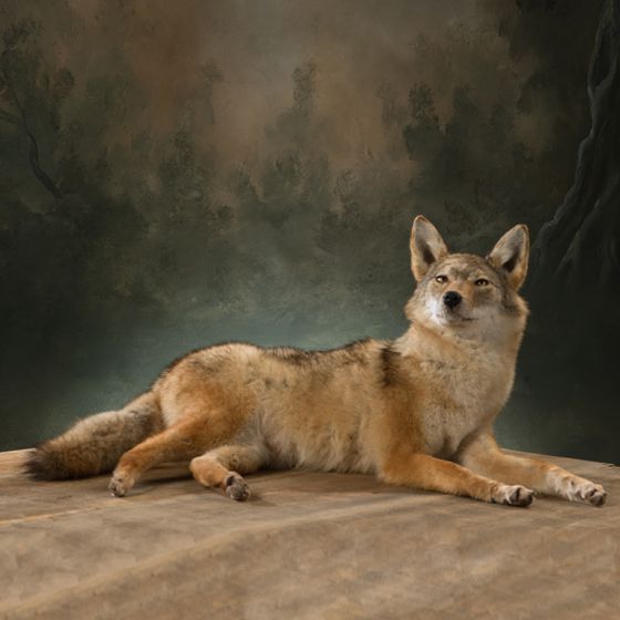 Resting Coyote Trophy Mount