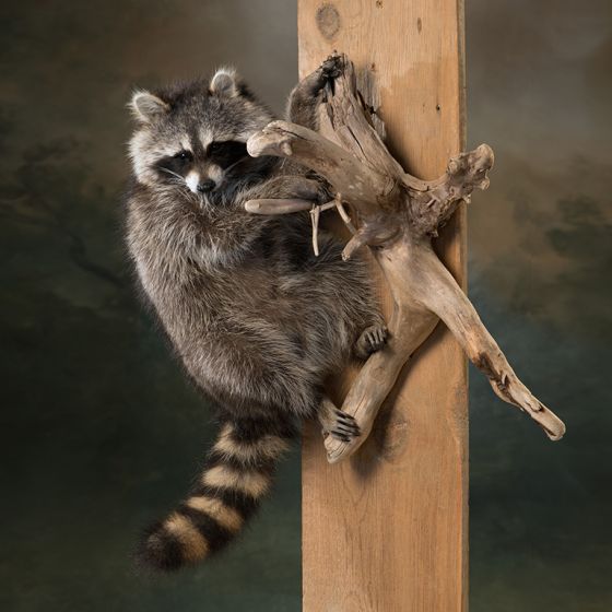 Climbing Raccoon Trophy Mount