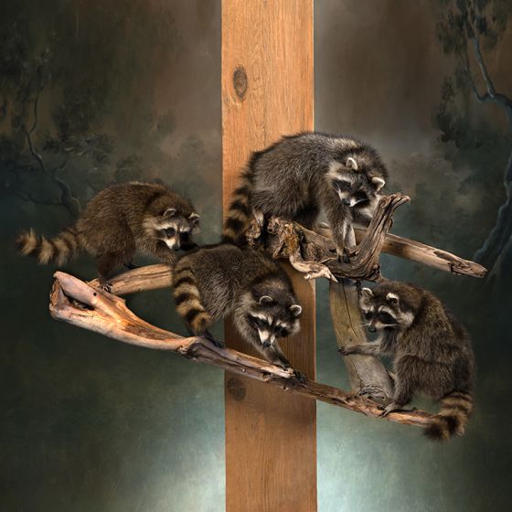 Raccoon Family of Four Trophy Mount
