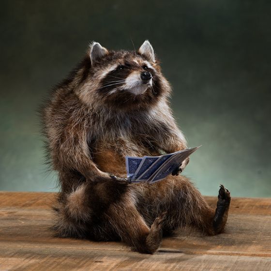 Card Shark Raccoon Whimsical Taxidermy
