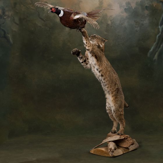 Bobcat Chasing Pheasant Trophy Mount