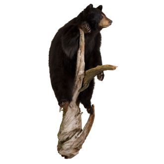 Standing Bear on Log Trophy Mount