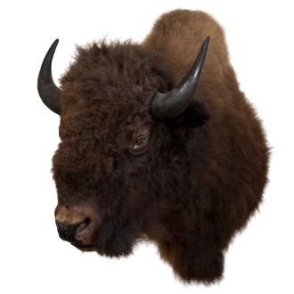 Bison Head Trophy Mount