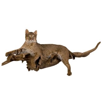 Bobcat Trophy Mount