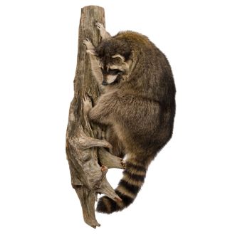 Climbing Raccoon Trophy Mount
