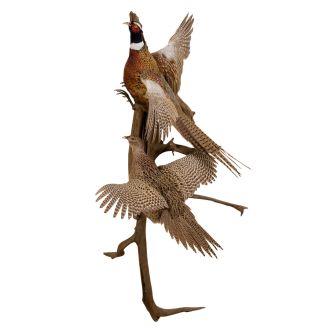 Double Ring-Neck Pheasant Trophy Mount
