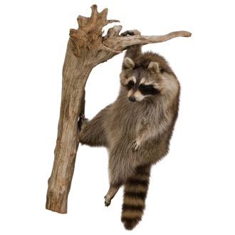 "Hangin' Out" Raccoon Trophy Mount