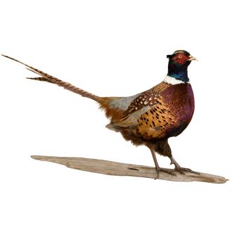 Rustic Ringneck Pheasant Trophy Mount - Male - Standing