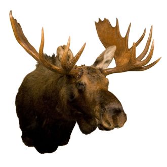 Moose Head Trophy Mount