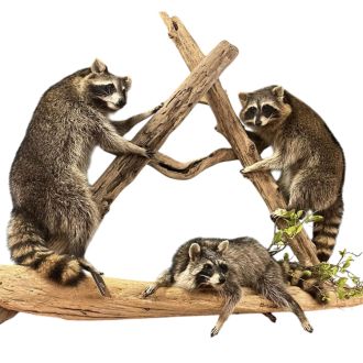 Raccoon Family of Three Trophy Mount