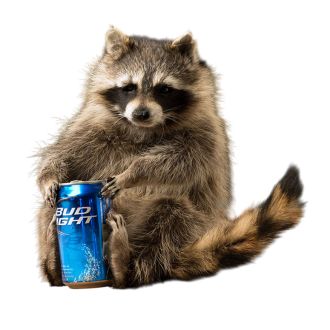 Beer Can Raccoon Trophy Mount
