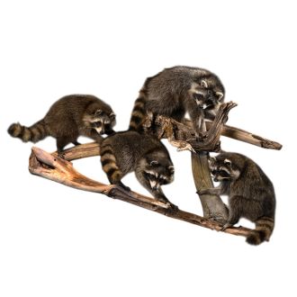 Raccoon Family of Four Trophy Mount