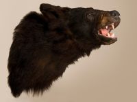 Bear's Head Trophy Mount