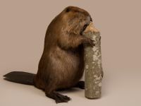 Beaver Trophy Mount