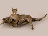 Bobcat Trophy Mount