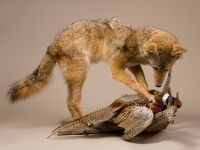 Coyote on Pheasant Hunt Trophy Mount