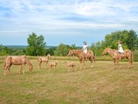 Rustic Driftwood Horses