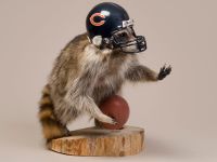 Football Raccoon Trophy Mount