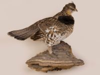 Grouse Trophy Mount
