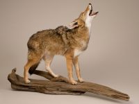 Howling Coyote Trophy Mount