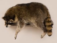 Resting Raccoon Trophy Mount